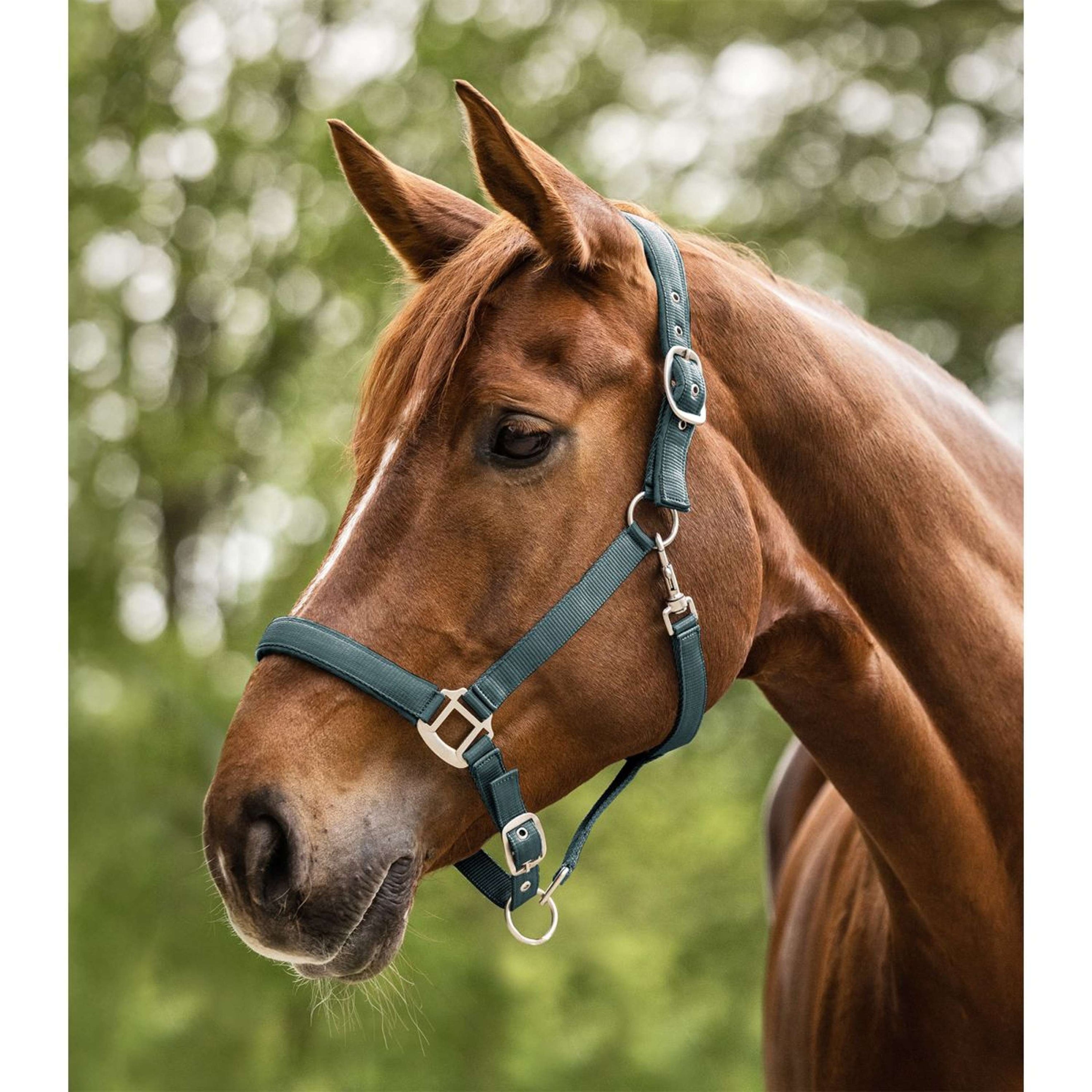 Waldhausen Licol Satin Pine Green Waldhausen Licol Satin Pine Green