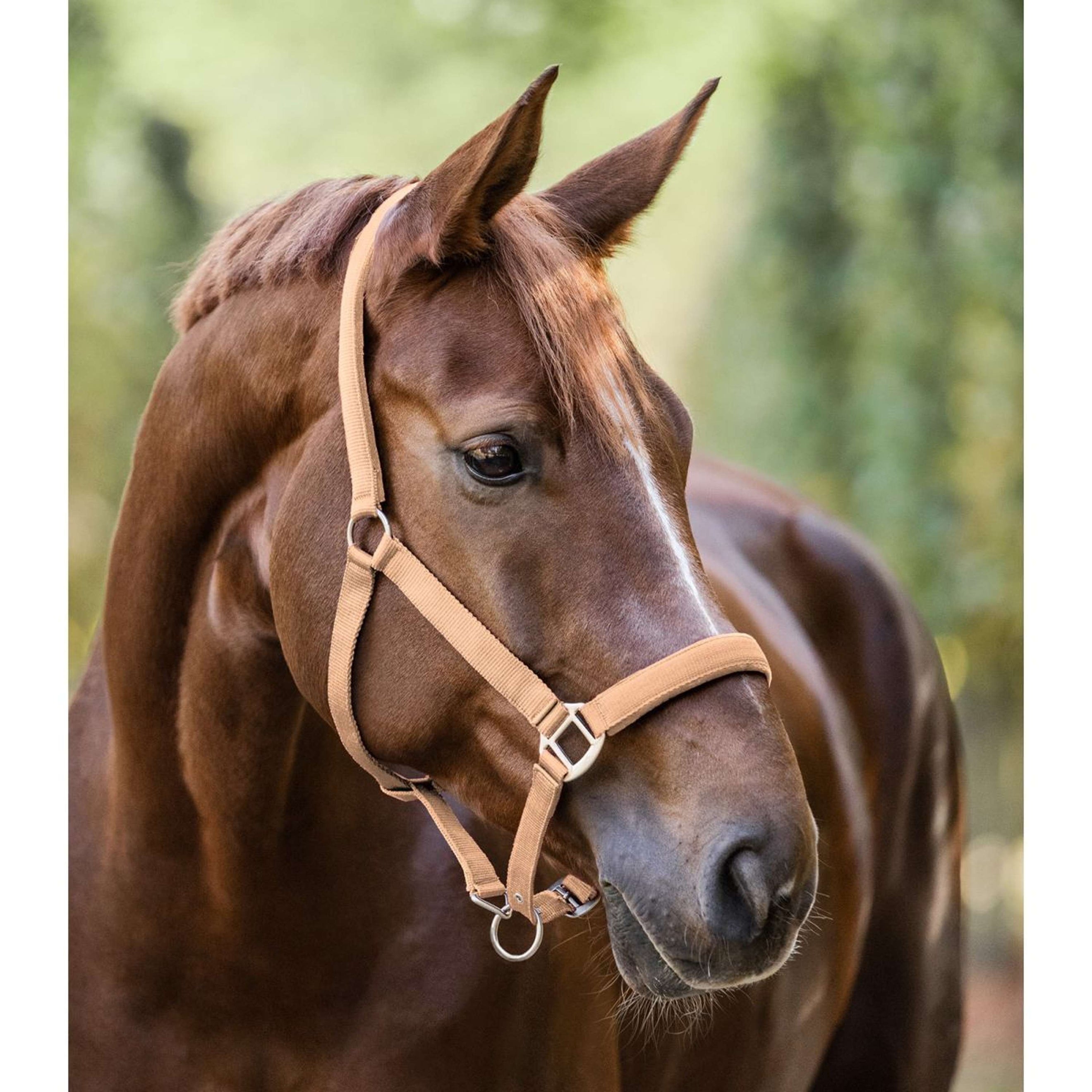 Waldhausen Licol Satin Pêche Waldhausen Licol Satin Pêche