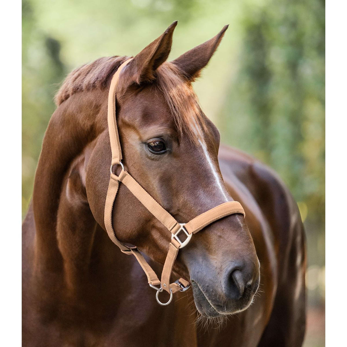 Waldhausen Licol Satin Pêche