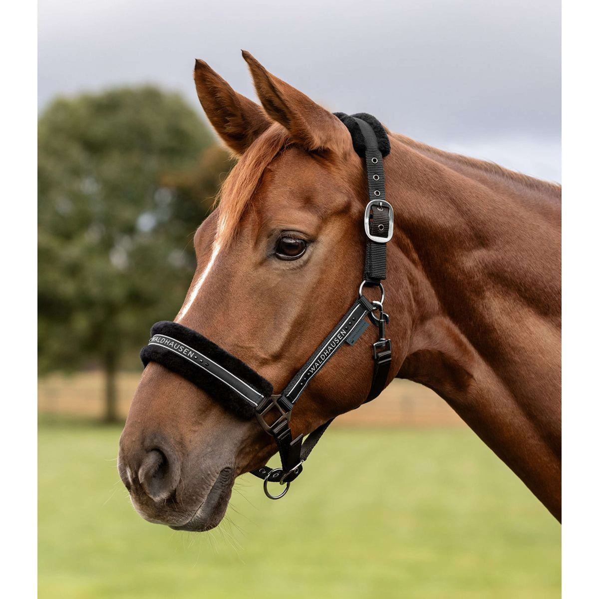 Waldhausen Licol Elegant Noir/Noir