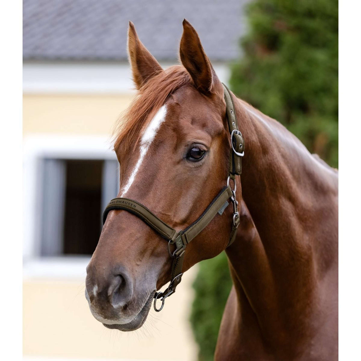 Waldhausen Licol Athletic Vert/Marron