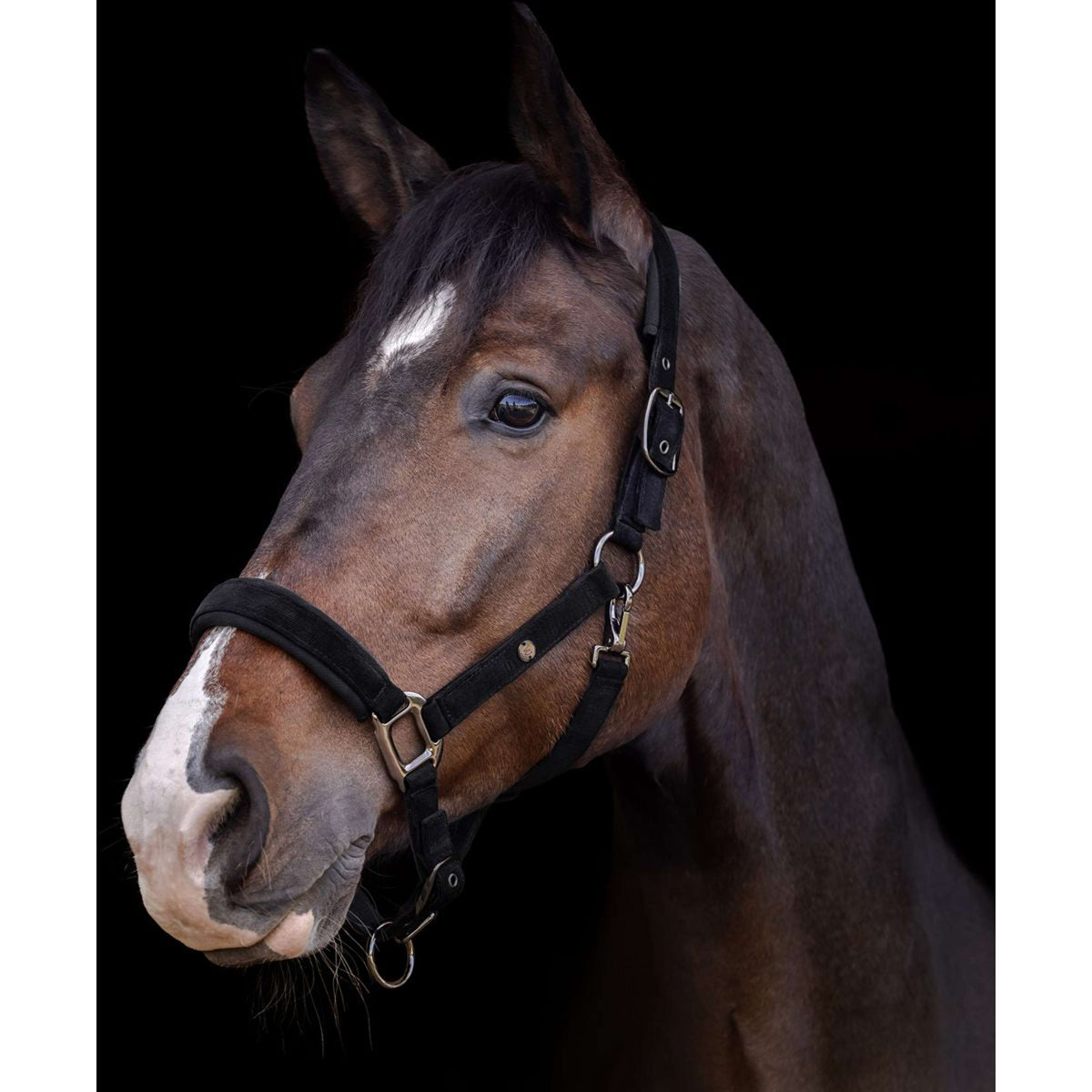 Waldhausen Licol St. Gallen Noir