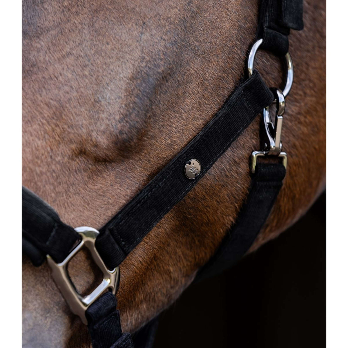 Waldhausen Licol St. Gallen Noir