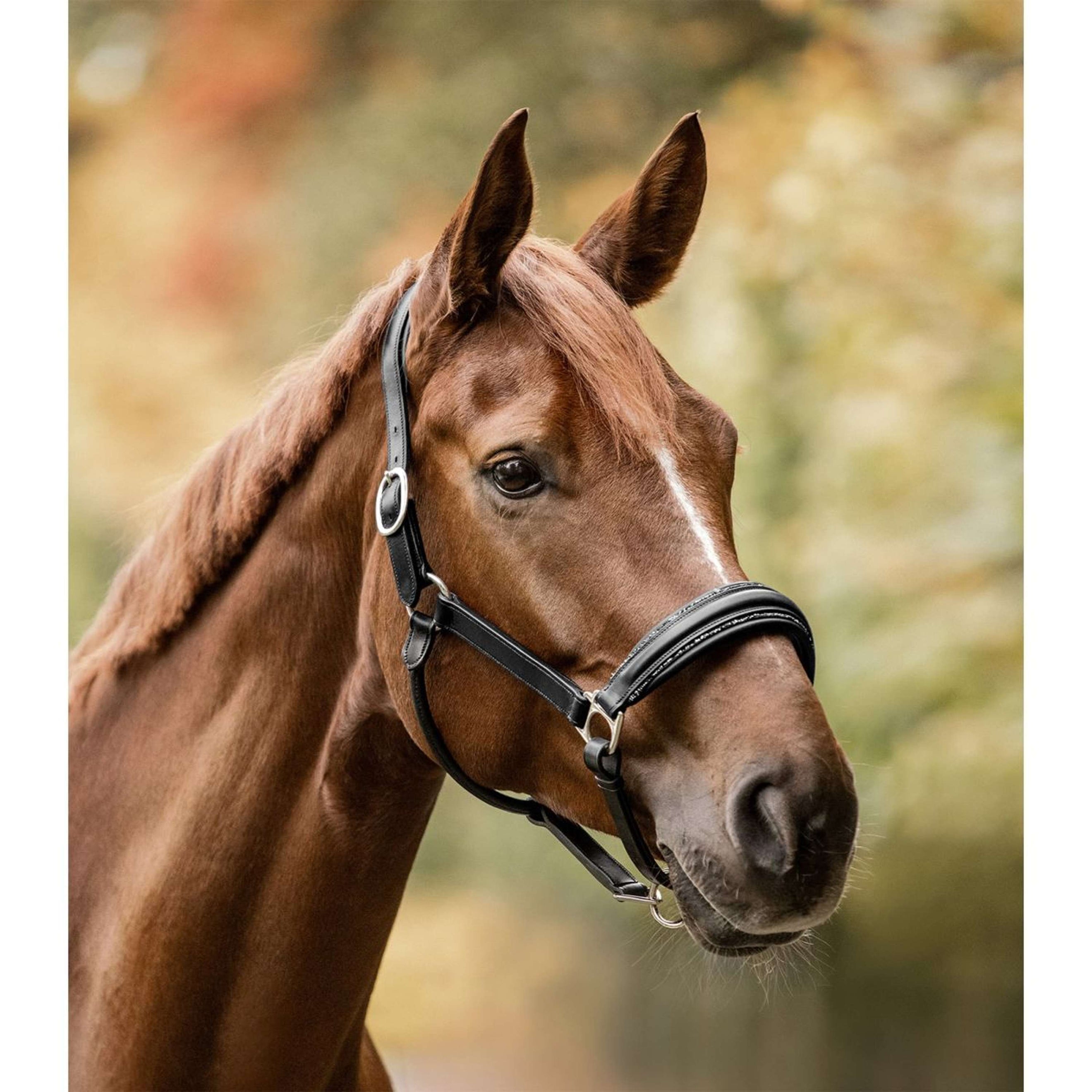 Waldhausen Licol S-Line Glamour Noir Waldhausen Licol S-Line Glamour Noir