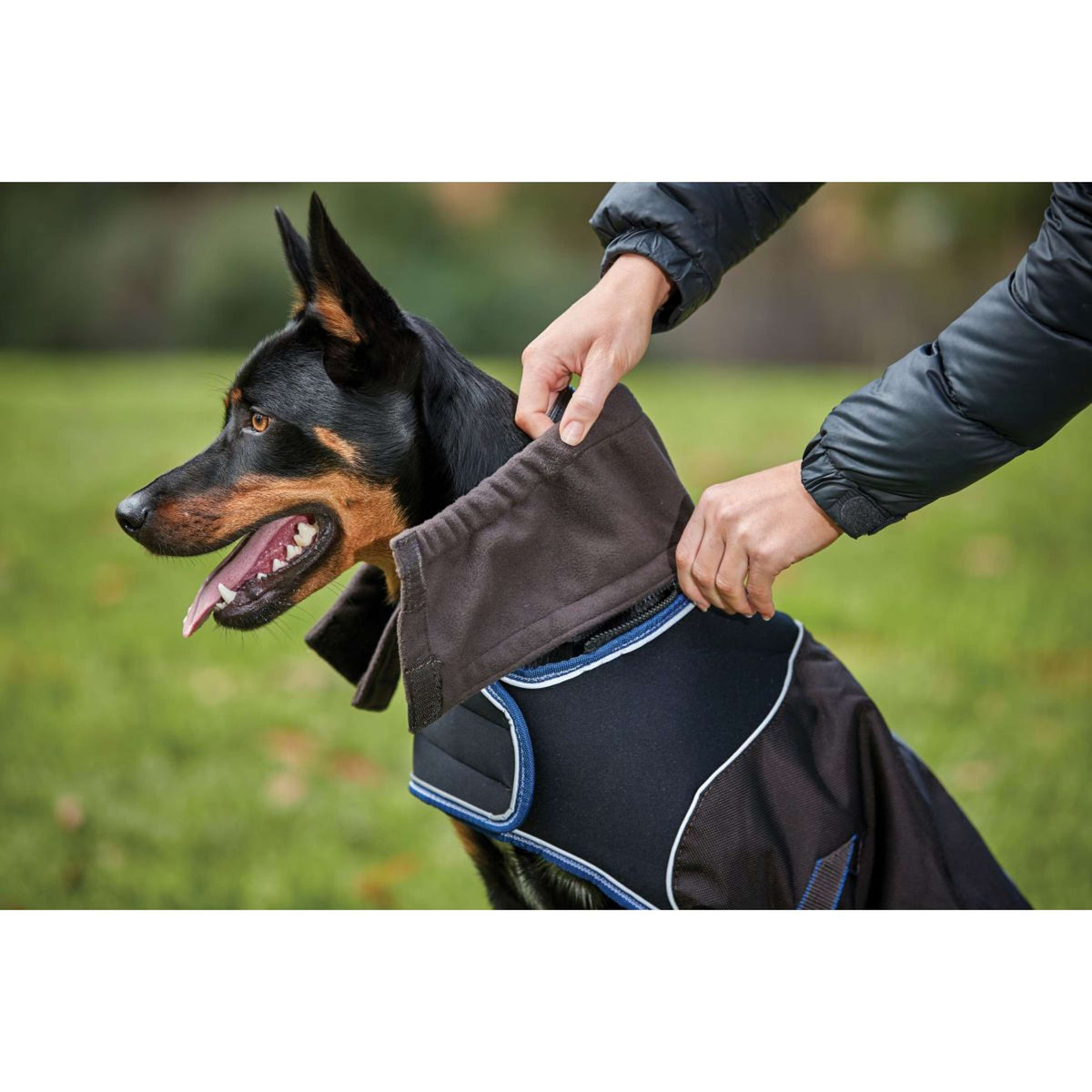 Weatherbeeta Couverture pour Chien Comfitec Ultra Cozi II Medium/Lite Charcoal/Teal Blue/White