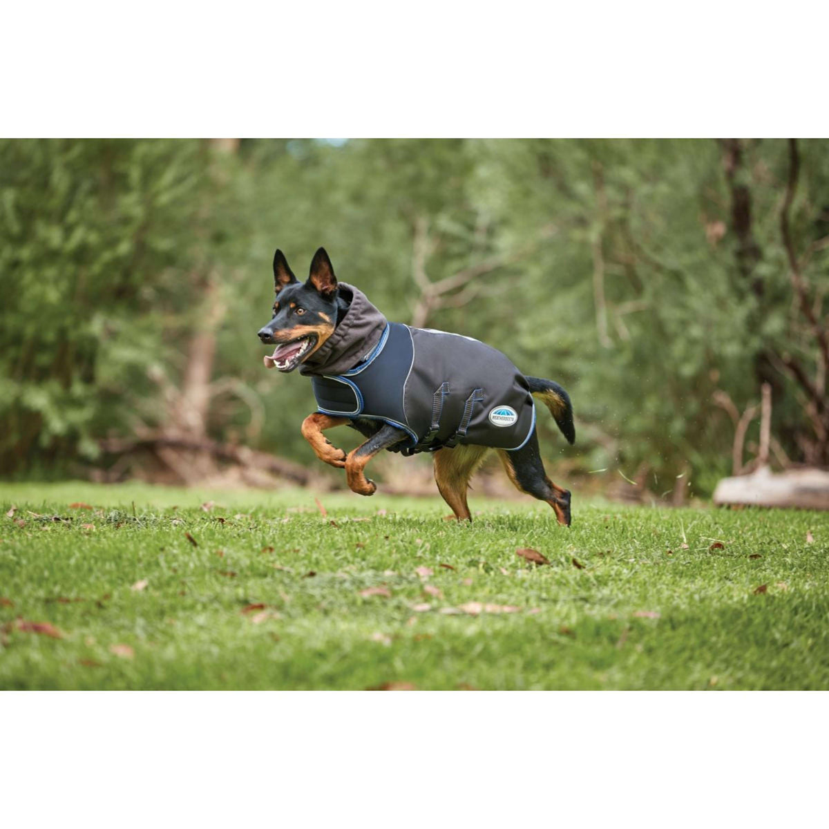 Weatherbeeta Couverture pour Chien Comfitec Ultra Cozi II Medium/Lite Charcoal/Teal Blue/White