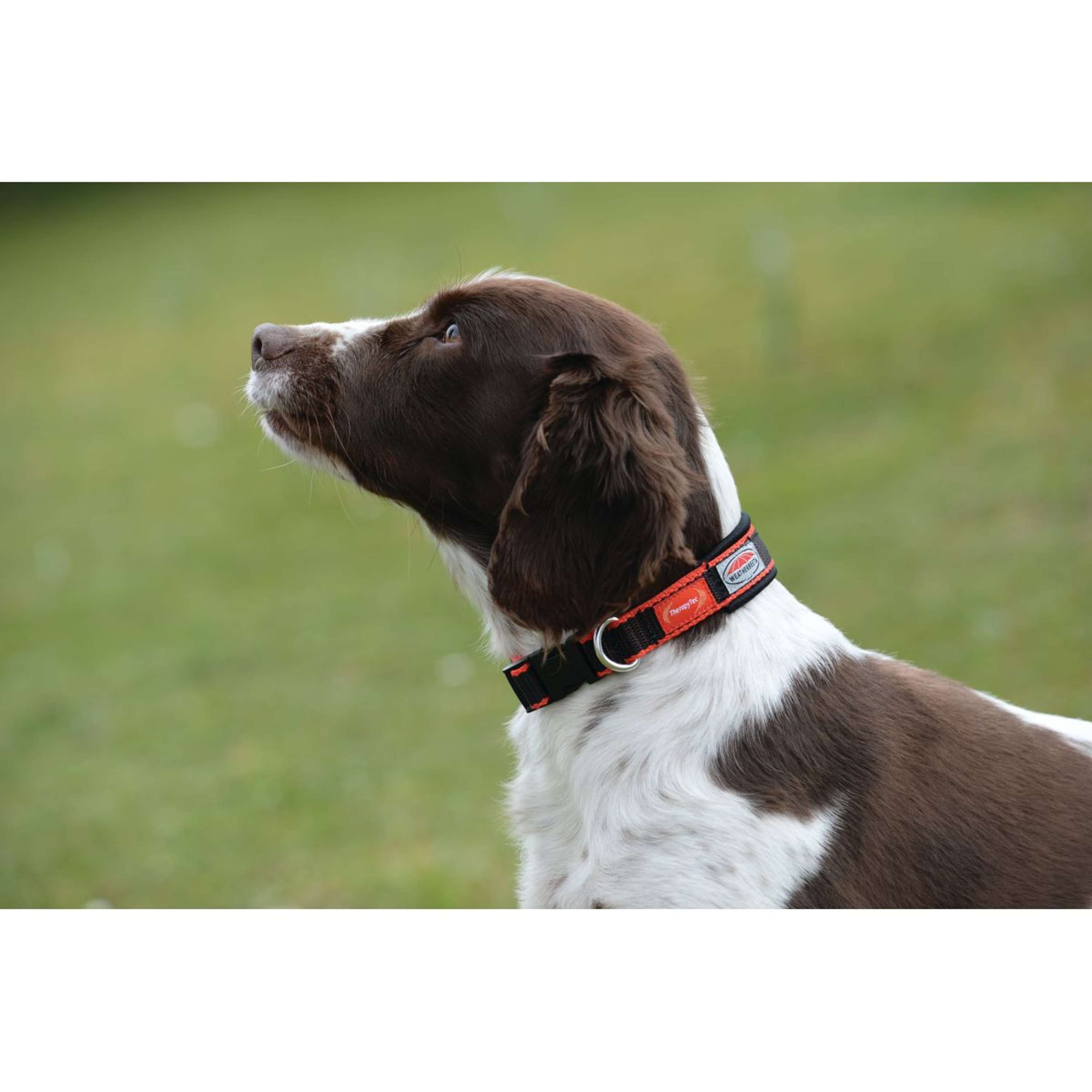 Weatherbeeta Collier pour Chien Therapy-Tec Noir/Rouge