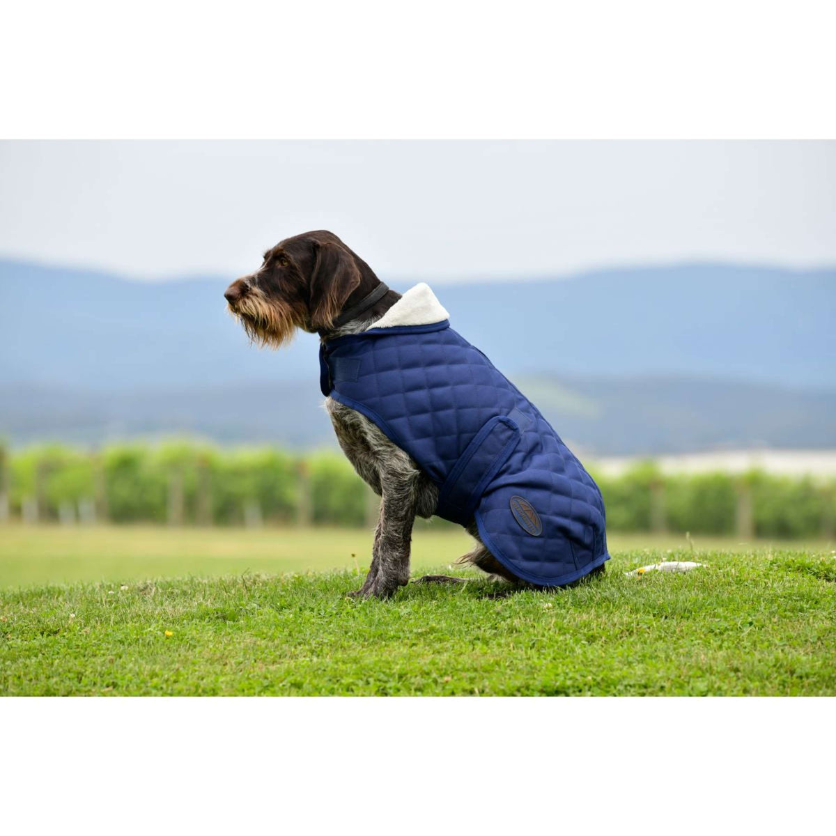 Weatherbeeta Couverture pour Chien Comfitec Deluxe Diamond Quilt Marin