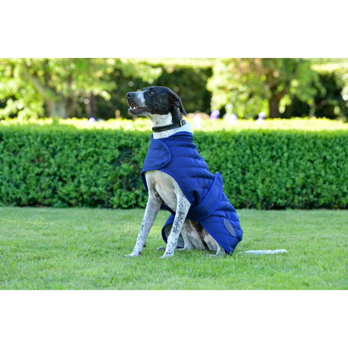 Weatherbeeta Couverture pour Chien Comfitec Deluxe Diamond Quilt Marin