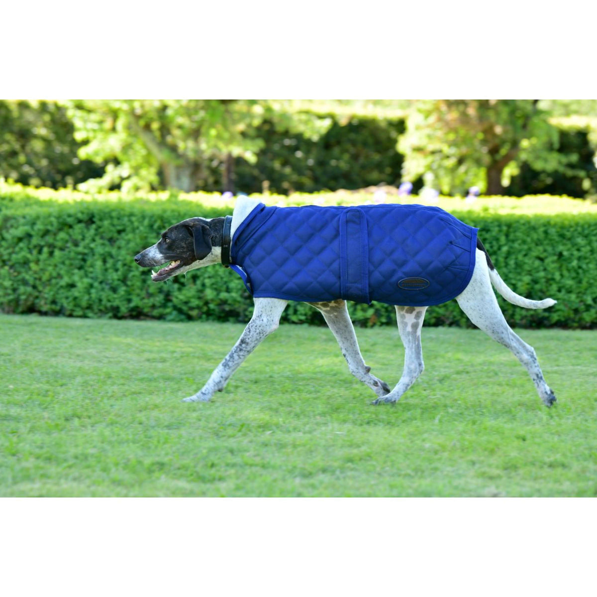 Weatherbeeta Couverture pour Chien Comfitec Deluxe Diamond Quilt Marin