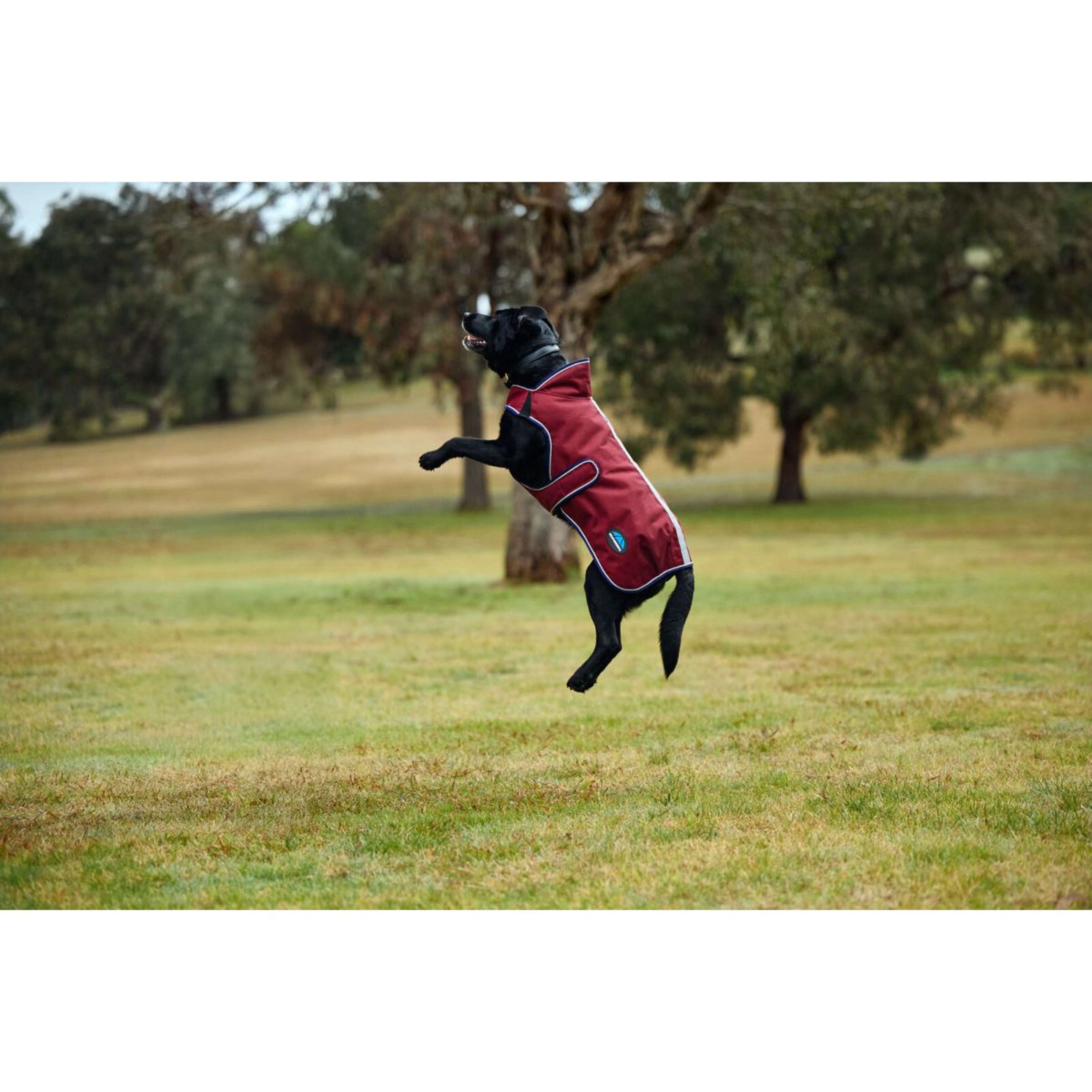 WeatherBeeta Couverture pour Chien ComFiTec Premier Deluxe Waterproof Bourgogne/Marine WeatherBeeta Couverture pour Chien ComFiTec Premier Deluxe Waterproof Bourgogne/Marine