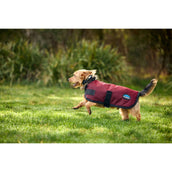 WeatherBeeta Couverture pour Chien ComFiTec Classic Waterproof Bordeaux