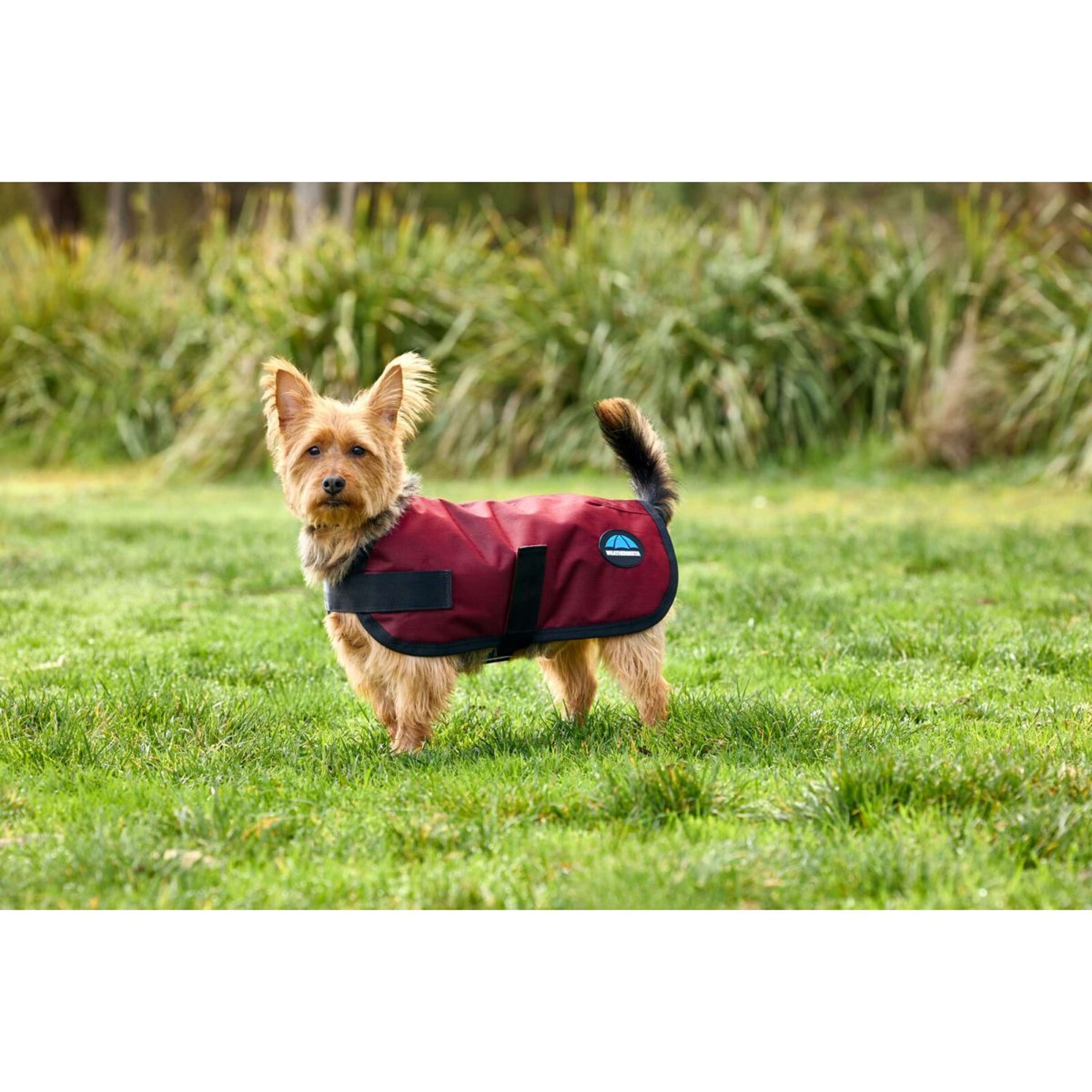 WeatherBeeta Couverture pour Chien ComFiTec Classic Waterproof Bordeaux