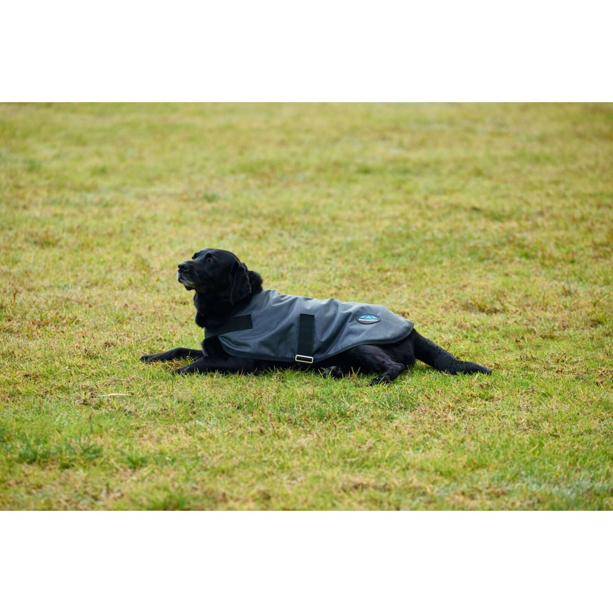 WeatherBeeta Couverture pour Chien ComFiTec Classic Waterproof Charbon