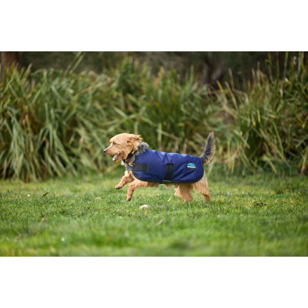 WeatherBeeta Couverture pour Chien ComFiTec Classic Waterproof Marin
