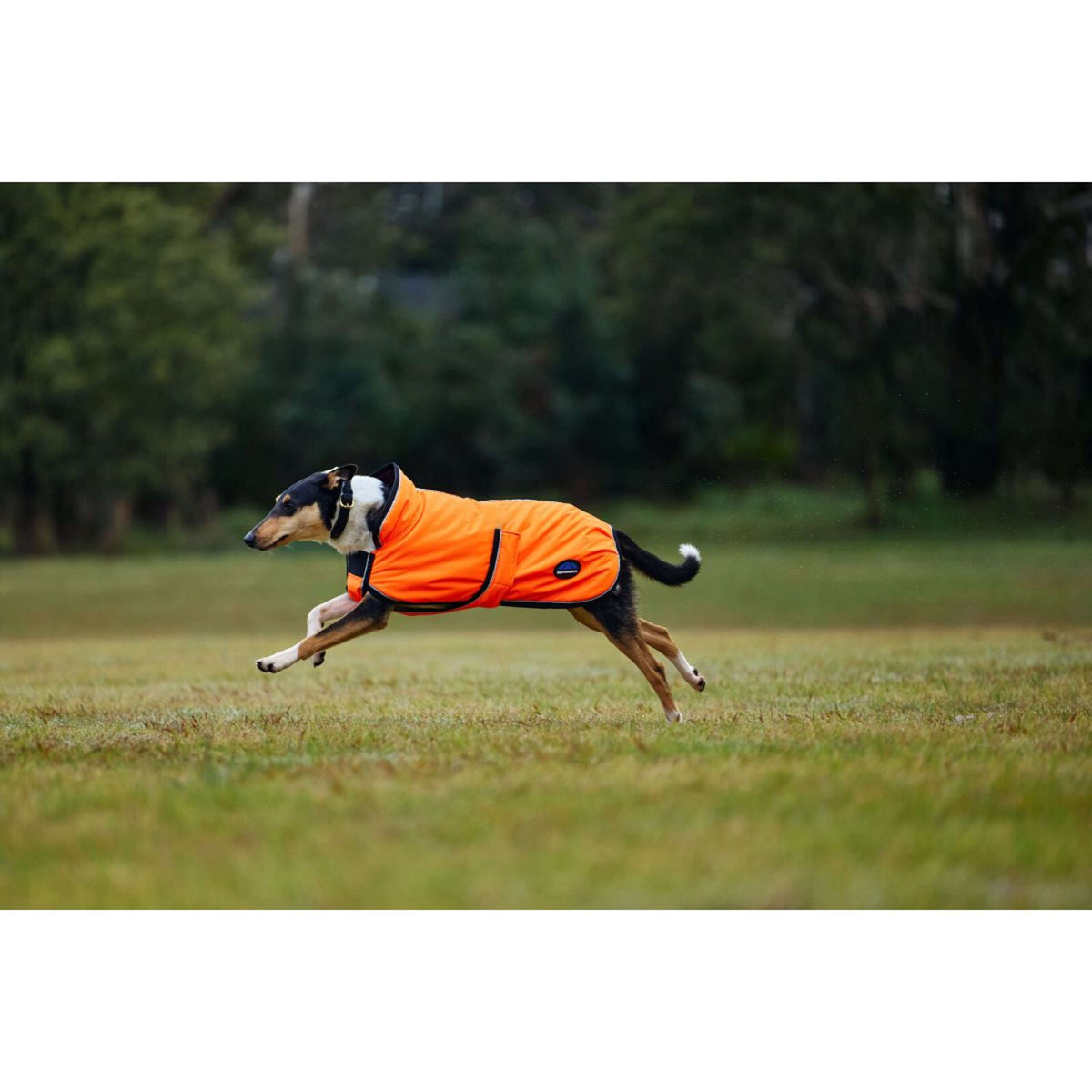 WeatherBeeta Couverture pour Chien ComFiTec Reflective 300D Deluxe Showerproof Orange