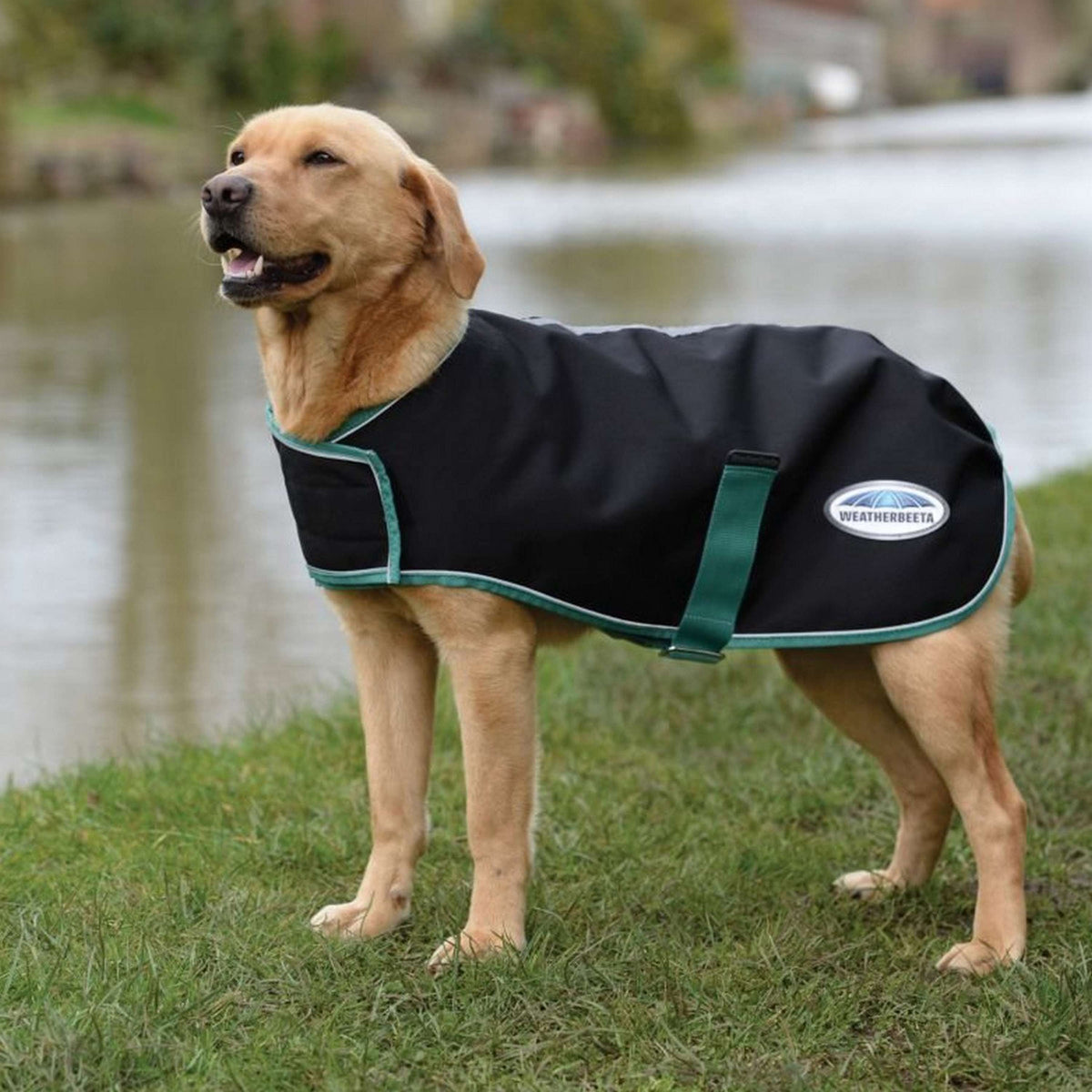 Weatherbeeta Veste pour Chien Green-Tec 900D Chien Coat Lite Medium Noir/bottle Vert