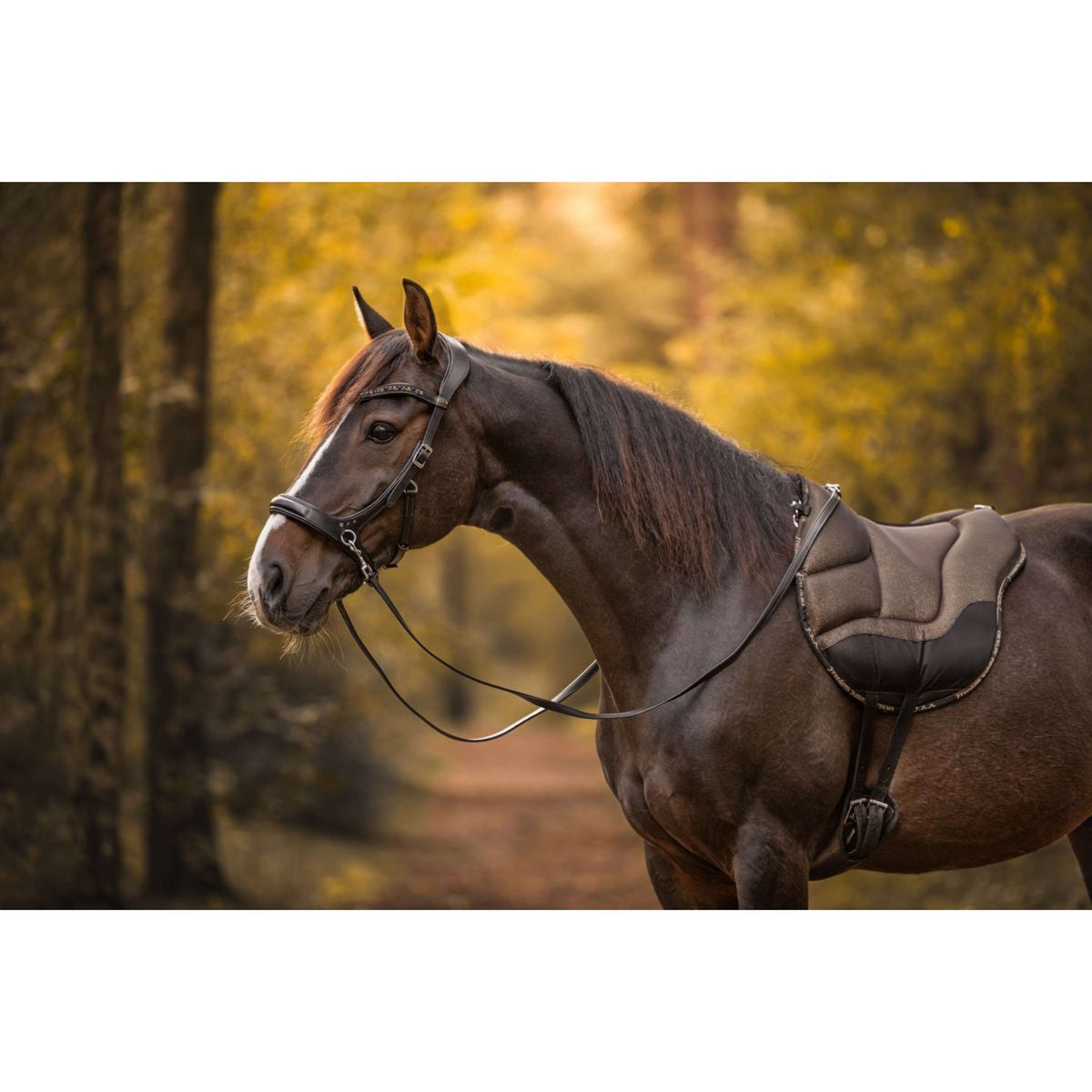 F.R.A. Pad Sans Selle Dardo Basic Bling Bling