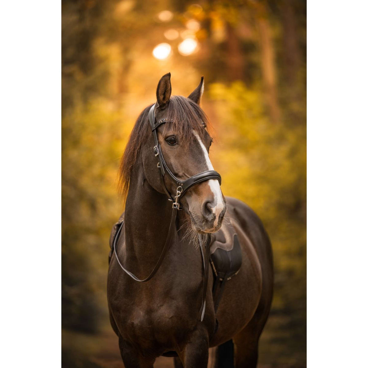 F.R.A. Bridon sans Mors Moonlight Noir